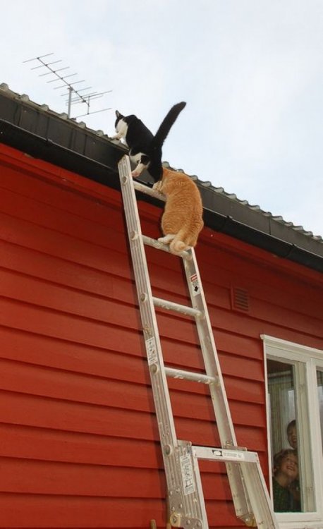 Весна пришла — коты прилетели! Весна пришла — коты прилетели!