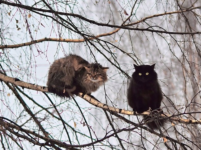 Весна пришла — коты прилетели! Весна пришла — коты прилетели!