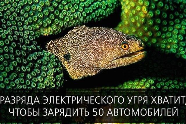 Короткие и любопытные факты обо всем на свете Короткие и любопытные факты обо всем на свете
