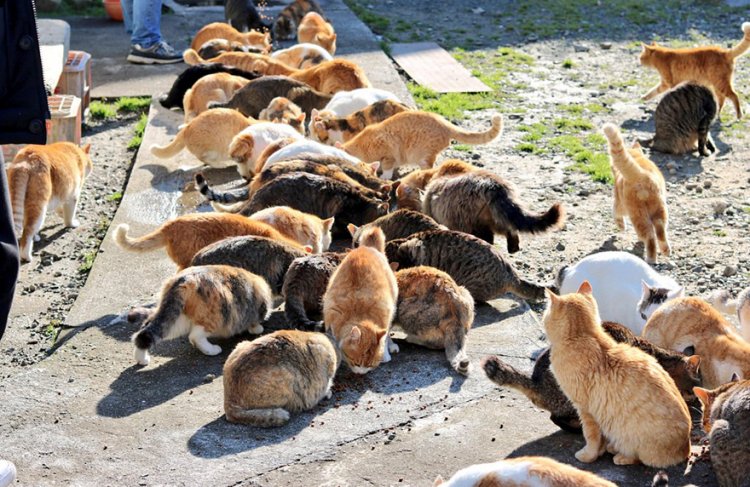 Японский кошачий остров завалили коробками с кормом Японский кошачий остров завалили коробками с кормом