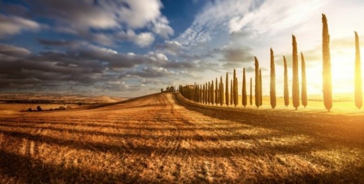 Удивительные леса и рощи Удивительные леса и рощи