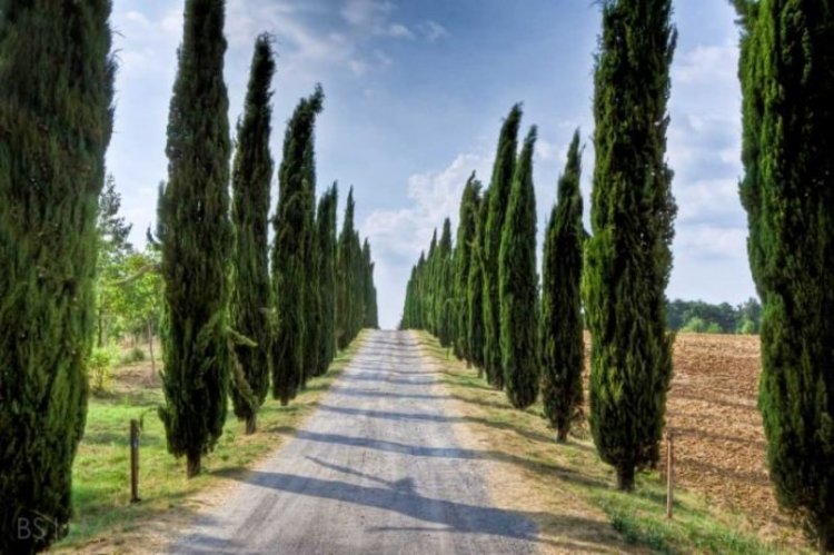 Удивительные леса и рощи Удивительные леса и рощи