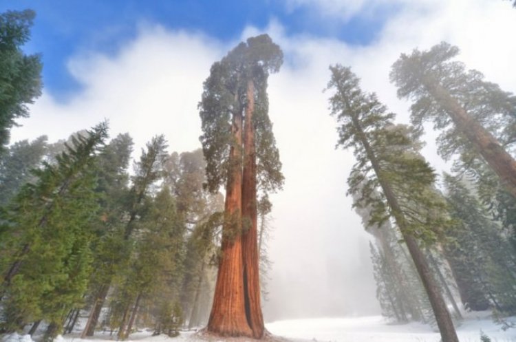 Удивительные леса и рощи Удивительные леса и рощи