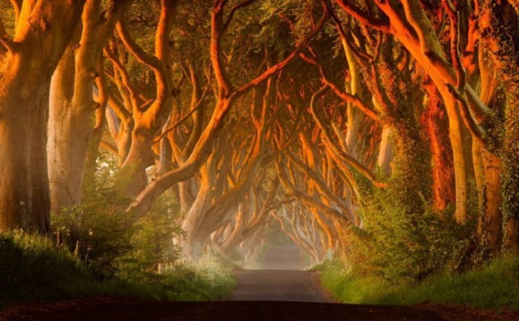 Удивительные леса и рощи Удивительные леса и рощи