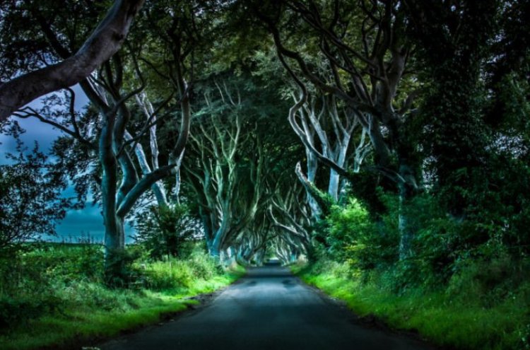 Удивительные леса и рощи Удивительные леса и рощи