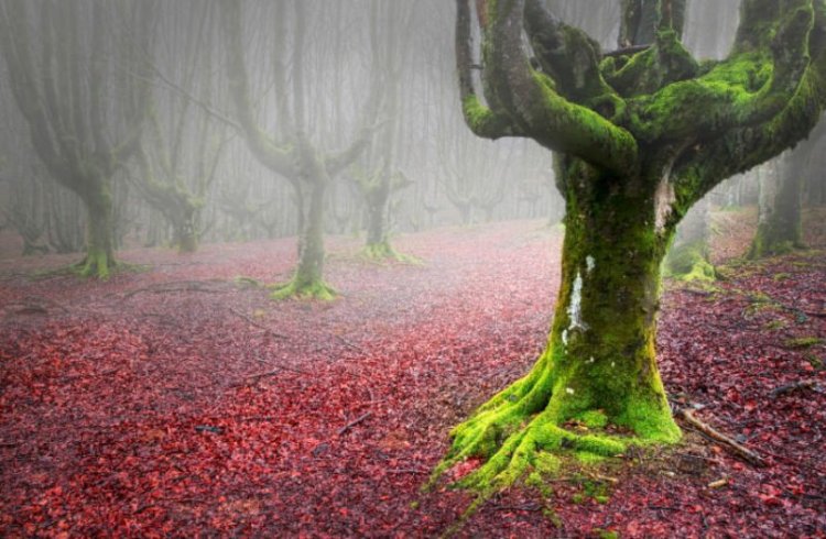 Удивительные леса и рощи Удивительные леса и рощи