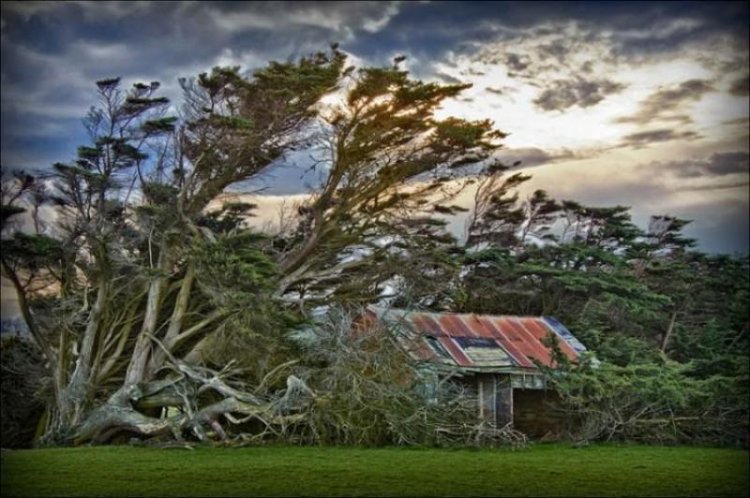 Удивительные леса и рощи Удивительные леса и рощи