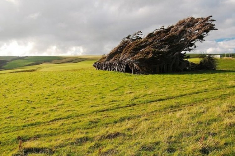 Удивительные леса и рощи Удивительные леса и рощи
