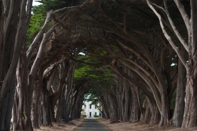 Удивительные леса и рощи Удивительные леса и рощи