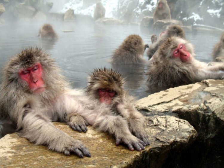 Природные чудеса Японии Природные чудеса Японии