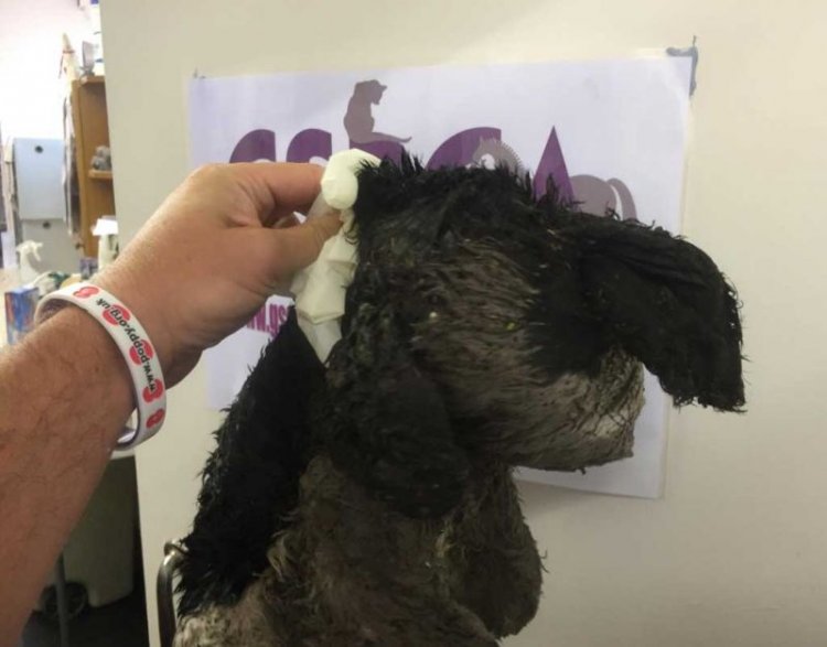 Похороните кота! Похороните кота!