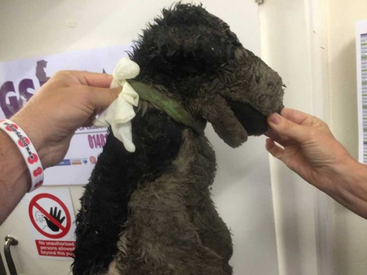 Похороните кота! Похороните кота!