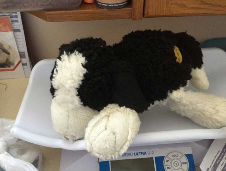 Похороните кота! Похороните кота!