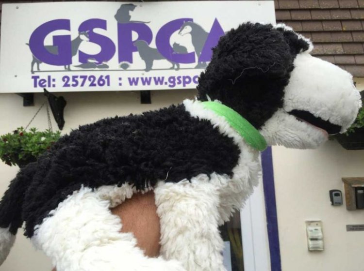 Похороните кота! Похороните кота!