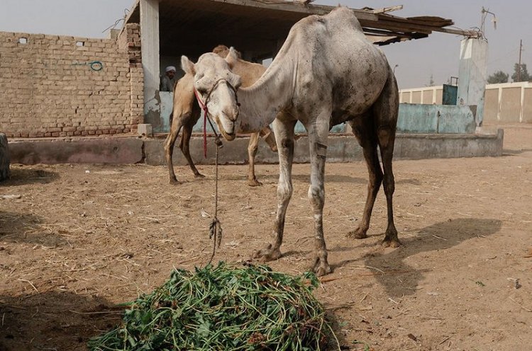 Ужасы самого большого рынка верблюдов в Африке... На это просто невыносимо смотреть Ужасы самого большого рынка верблюдов в Африке... На это просто невыносимо смотреть