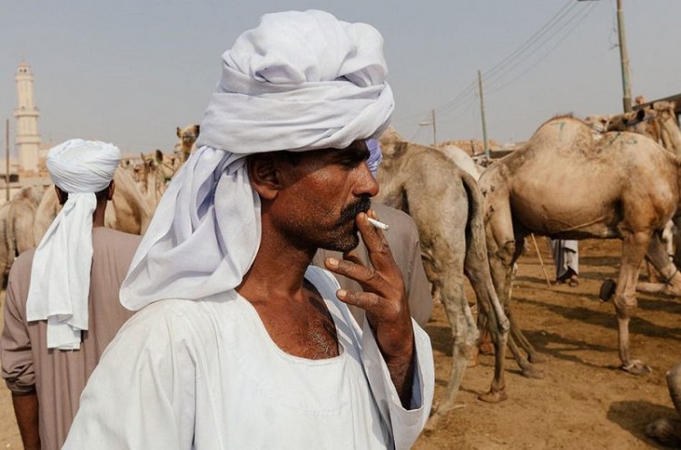 Ужасы самого большого рынка верблюдов в Африке... На это просто невыносимо смотреть Ужасы самого большого рынка верблюдов в Африке... На это просто невыносимо смотреть