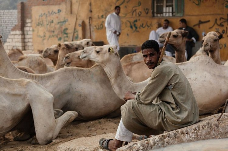 Ужасы самого большого рынка верблюдов в Африке... На это просто невыносимо смотреть Ужасы самого большого рынка верблюдов в Африке... На это просто невыносимо смотреть