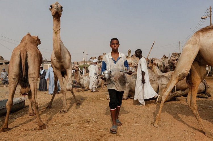 Ужасы самого большого рынка верблюдов в Африке... На это просто невыносимо смотреть Ужасы самого большого рынка верблюдов в Африке... На это просто невыносимо смотреть