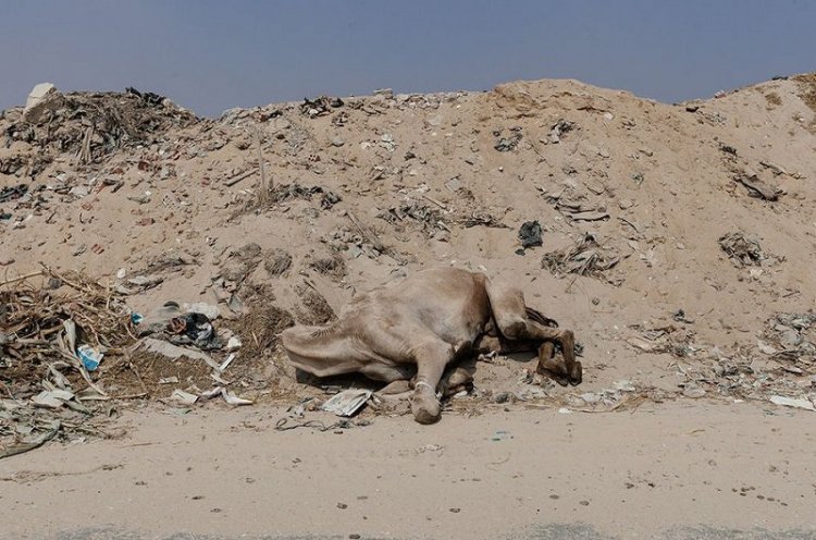 Ужасы самого большого рынка верблюдов в Африке... На это просто невыносимо смотреть Ужасы самого большого рынка верблюдов в Африке... На это просто невыносимо смотреть