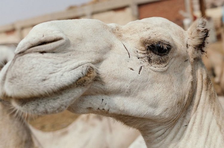 Ужасы самого большого рынка верблюдов в Африке... На это просто невыносимо смотреть Ужасы самого большого рынка верблюдов в Африке... На это просто невыносимо смотреть