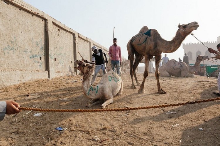 Ужасы самого большого рынка верблюдов в Африке... На это просто невыносимо смотреть Ужасы самого большого рынка верблюдов в Африке... На это просто невыносимо смотреть