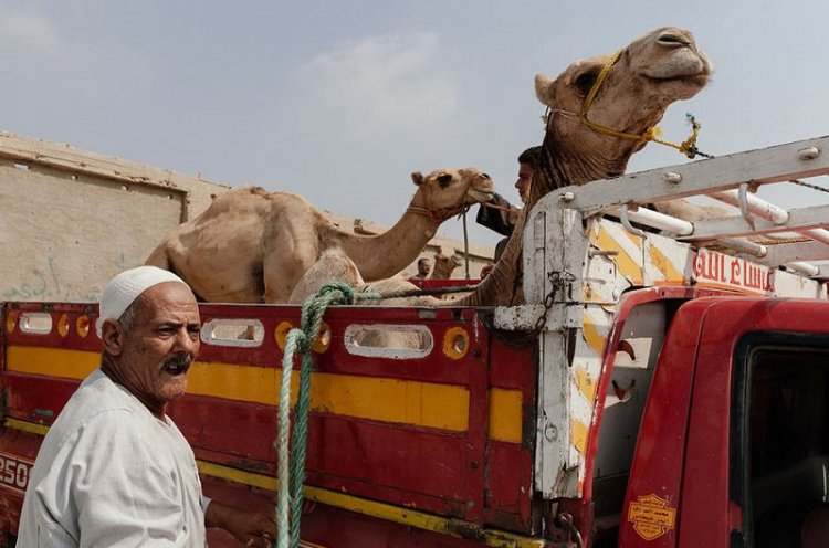 Ужасы самого большого рынка верблюдов в Африке... На это просто невыносимо смотреть Ужасы самого большого рынка верблюдов в Африке... На это просто невыносимо смотреть