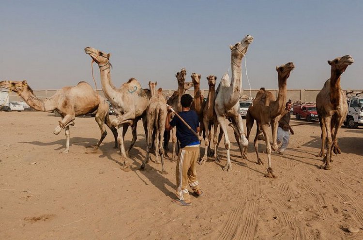 Ужасы самого большого рынка верблюдов в Африке... На это просто невыносимо смотреть Ужасы самого большого рынка верблюдов в Африке... На это просто невыносимо смотреть