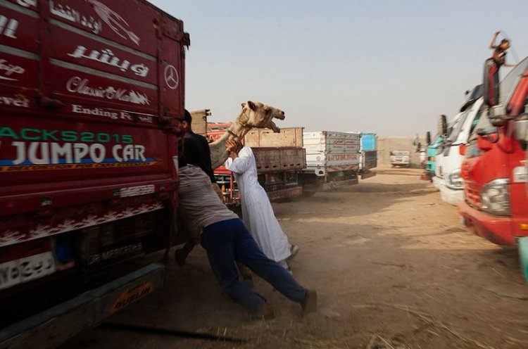 Ужасы самого большого рынка верблюдов в Африке... На это просто невыносимо смотреть Ужасы самого большого рынка верблюдов в Африке... На это просто невыносимо смотреть