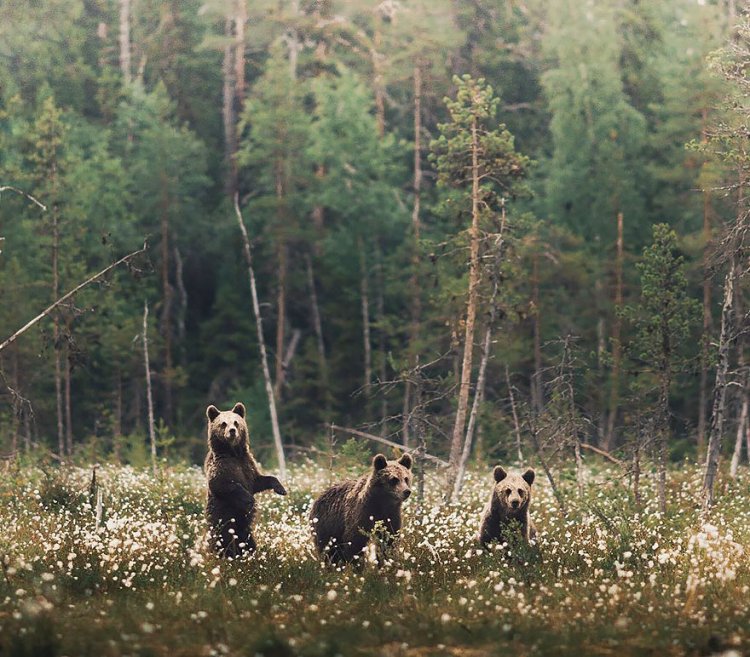 Душа леса: фотограф Конста Пункка Душа леса: фотограф Конста Пункка