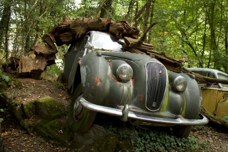 50 старинных автомобилей в лесу 50 старинных автомобилей в лесу