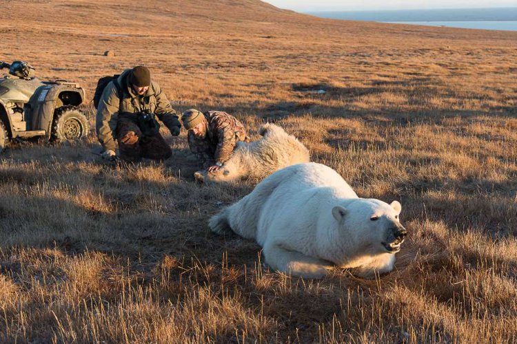 Белый медвежонок две недели промучился с застрявшей в пасти консервной банкой Белый медвежонок две недели промучился с застрявшей в пасти консервной банкой