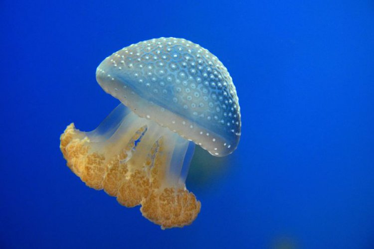 Ого! 5 cамых опасных обитателей Черного моря (фото) Ого! 5 cамых опасных обитателей Черного моря (фото)