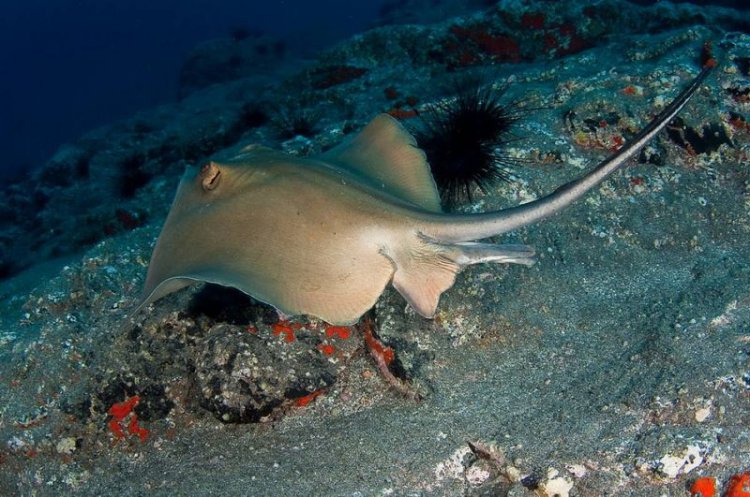 Ого! 5 cамых опасных обитателей Черного моря (фото) Ого! 5 cамых опасных обитателей Черного моря (фото)