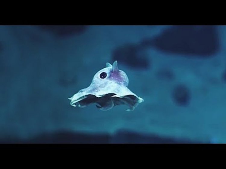 Ученые опустили камеру на дно Карибского моря… Мурашки по коже от того, ЧТО они нашли! (видео) Ученые опустили камеру на дно Карибского моря… Мурашки по коже от того, ЧТО они нашли! (видео)