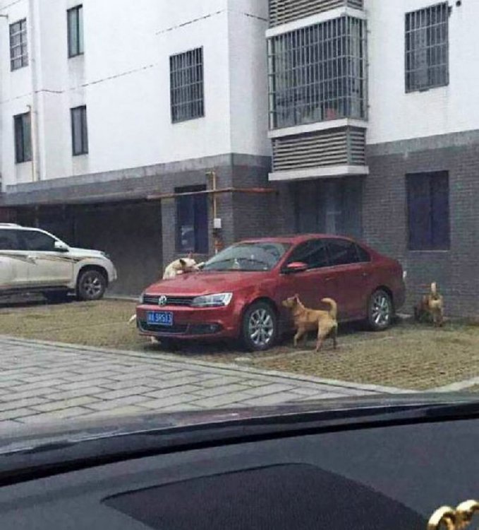Мужчина вышел из машины и пнул дворнягу. Вот, с кем она вернулась… (фото) Мужчина вышел из машины и пнул дворнягу. Вот, с кем она вернулась… (фото)