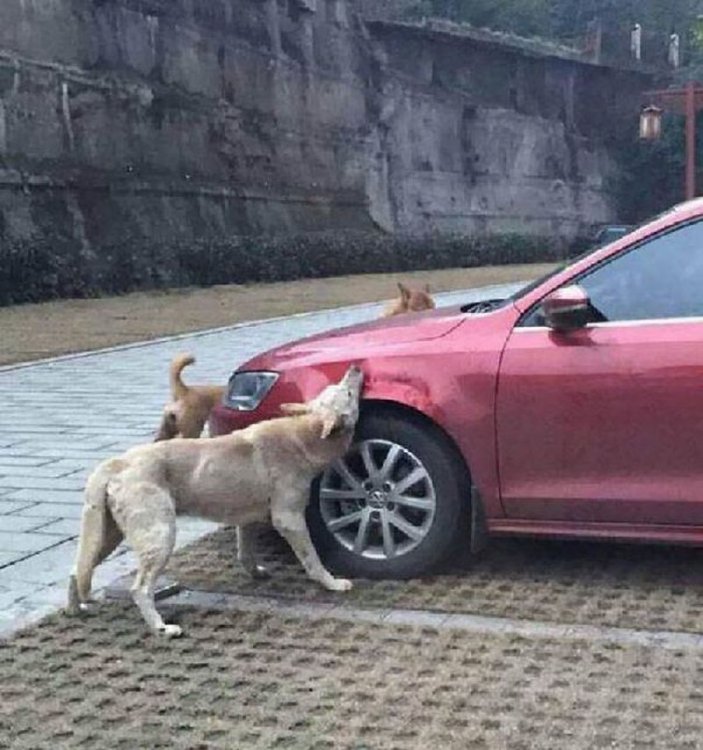 Мужчина вышел из машины и пнул дворнягу. Вот, с кем она вернулась… (фото) Мужчина вышел из машины и пнул дворнягу. Вот, с кем она вернулась… (фото)