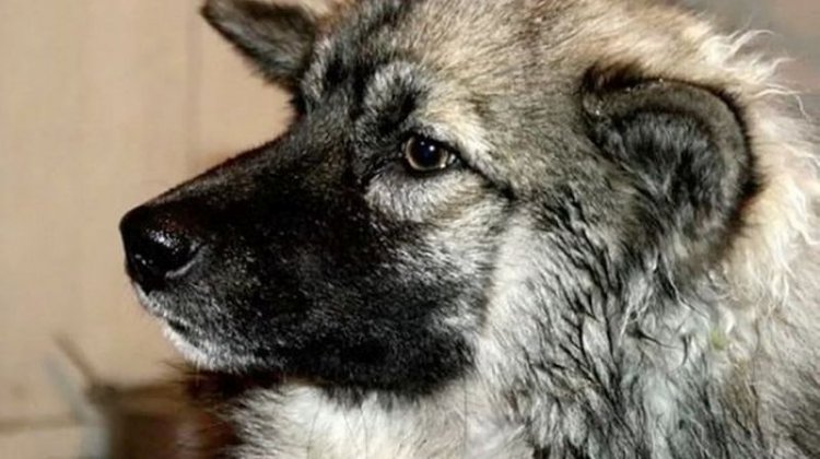 Эта 3-летняя малышка 11 дней блуждала по дикому лесу. Вот, кто все время был с ней (видео, фото) Эта 3-летняя малышка 11 дней блуждала по дикому лесу. Вот, кто все время был с ней (видео, фото)