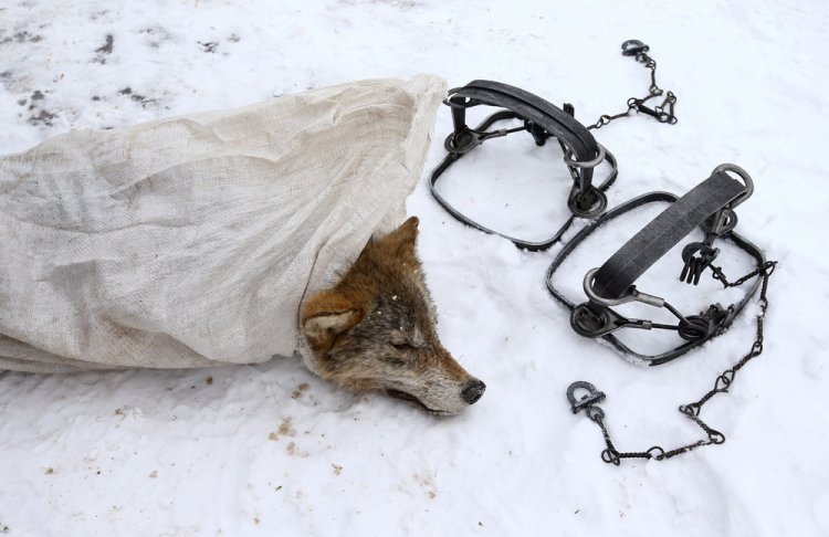 Охота на волков возле Чернобыльской зоны Охота на волков возле Чернобыльской зоны