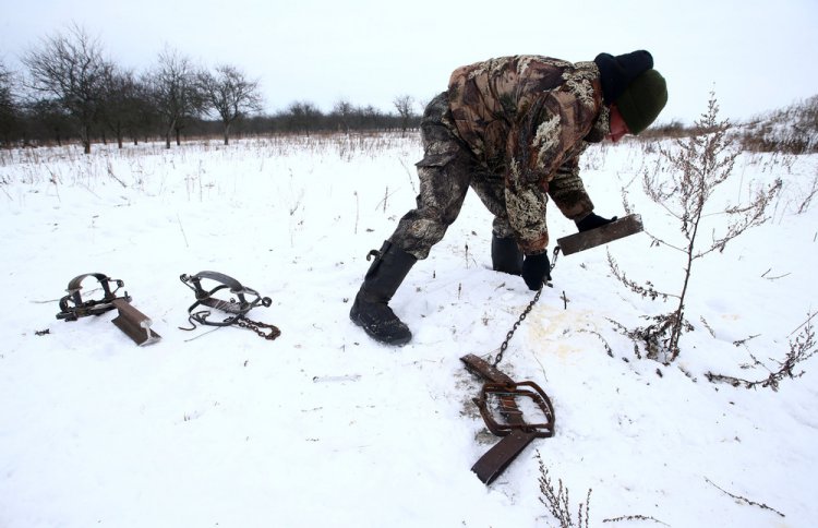 Охота на волков возле Чернобыльской зоны Охота на волков возле Чернобыльской зоны