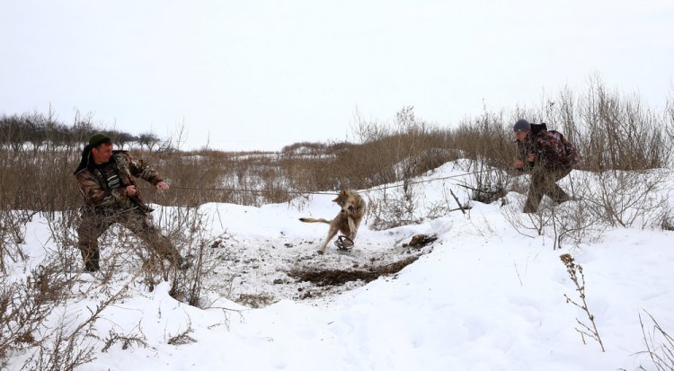 Охота на волков возле Чернобыльской зоны Охота на волков возле Чернобыльской зоны