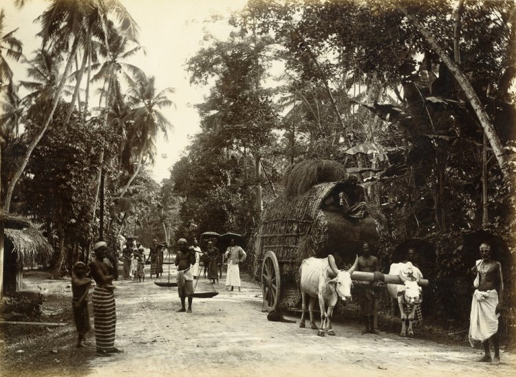 Редчайшие снимки повседневной жизни Шри-Ланки в 1880-х годах Редчайшие снимки повседневной жизни Шри-Ланки в 1880-х годах