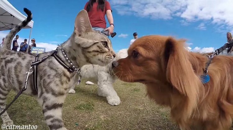Кота пустили на выставку собак! Чем закончилась эта встреча? (видео) Кота пустили на выставку собак! Чем закончилась эта встреча? (видео)