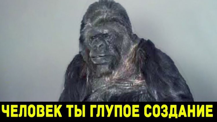 Вы не поверите, что говорит эта горилла! (видео) Вы не поверите, что говорит эта горилла! (видео)