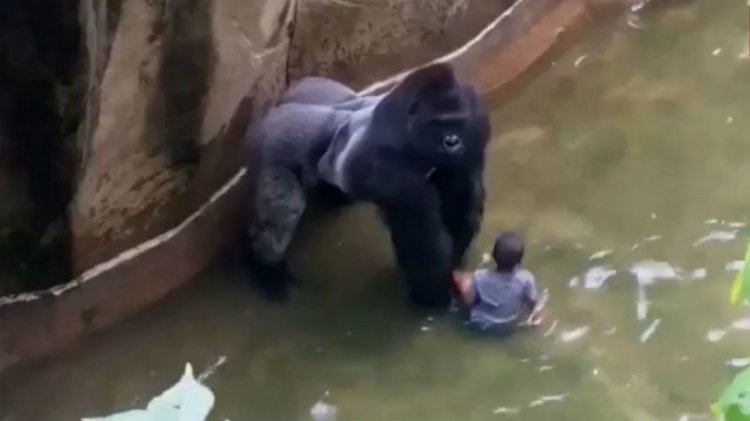 3-летный малыш упал в вольер с гориллами! То, что произошло дальше, шокирует (видео) 3-летный малыш упал в вольер с гориллами! То, что произошло дальше, шокирует (видео)