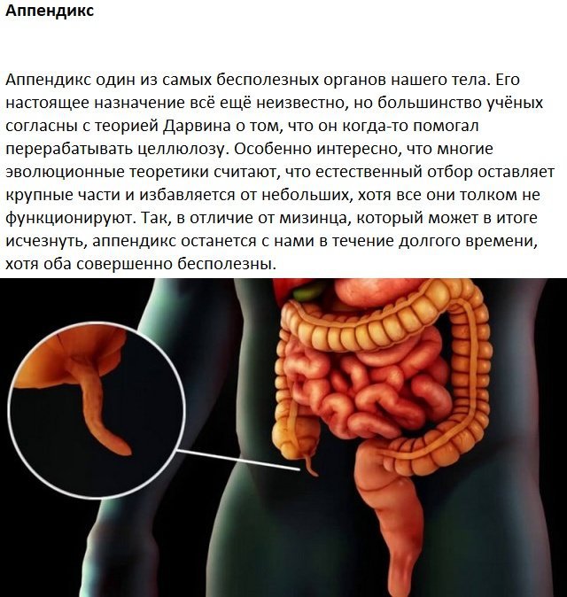Следы на человеческом теле, оставленные эволюцией Следы на человеческом теле, оставленные эволюцией